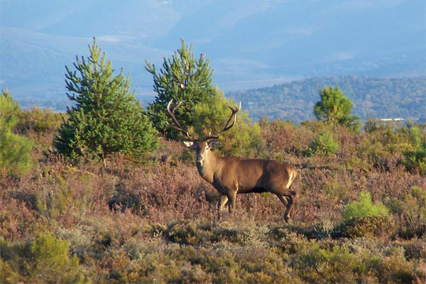 Los propietarios de la reserva de caza La Sierra subastan 60 ejemplares de cabra montés y ciervo marcho